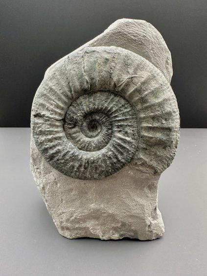 Amonit Orthosphinctes – Gräfenberg, Bavorsko, Německo