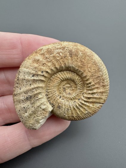 Amonit Orthosphinctes 4,3cm – Gräfenberg, Bavorsko, Německo