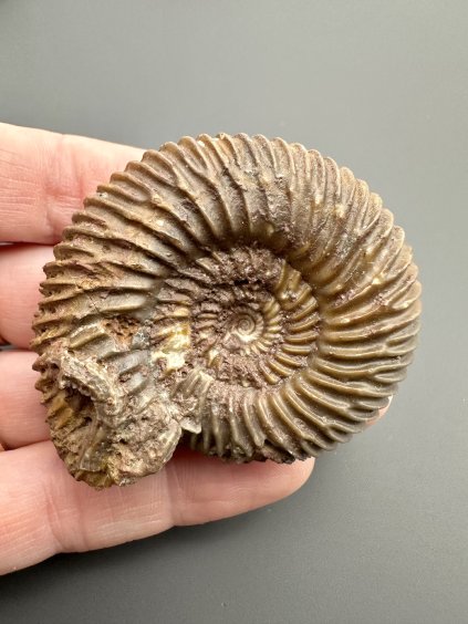 Ammonite Parkinsonia 5,1cm – Winnberg by Sengenthal, Bavaria, Germany