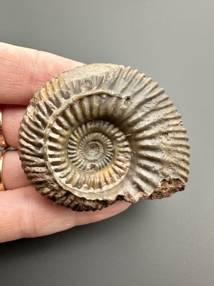 Ammonite Parkinsonia 5,2cm – Winnberg by Sengenthal, Bavaria, Germany