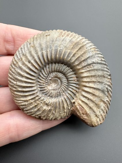 Ammonit Parkinsonia 5,6cm – Winnberg bei Sengenthal, Bayern, Deutschland