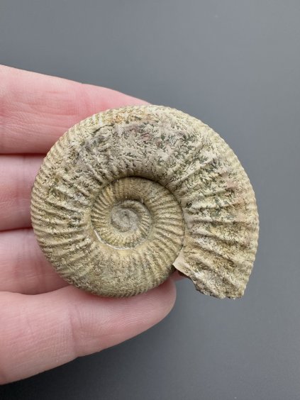 Amonit Orthosphinctes 4,3cm – Bischberg, Bavorsko, Německo