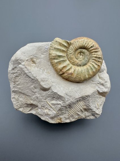 Amonit Orthosphinctes 8,9cm – Bischberg, Bavorsko, Německo