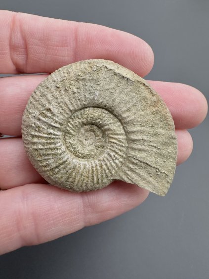 Amonit Orthosphinctes 4,3cm – Bischberg, Bavorsko, Německo