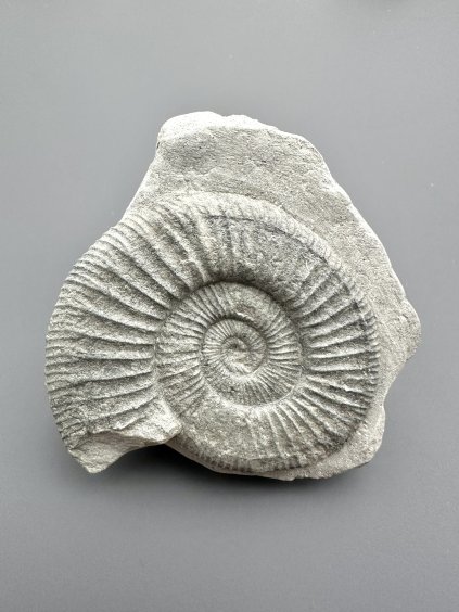 Ammonit Orthosphinctes – Bischberg, Bayern, Deutschland