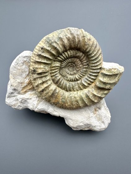 Ammonit Orthosphinctes – Bischberg, Bayern, Deutschland