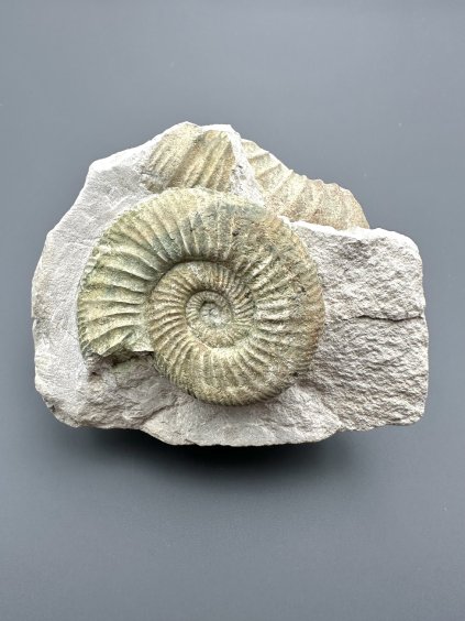 Ammonit Orthosphinctes 8,4cm – Bischberg, Bayern, Deutschland