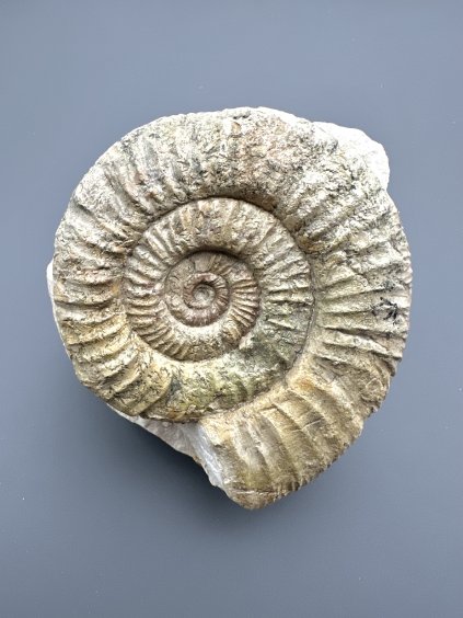 Amonit Orthosphinctes 9cm – Bischberg, Bavorsko, Německo