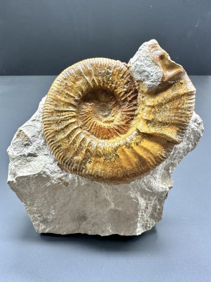 Ammonit Orthosphinctes – Böttingen, Deutschland