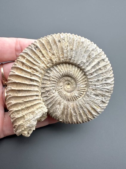 Ammonit 7,1cm – Poitiers, Frankreich