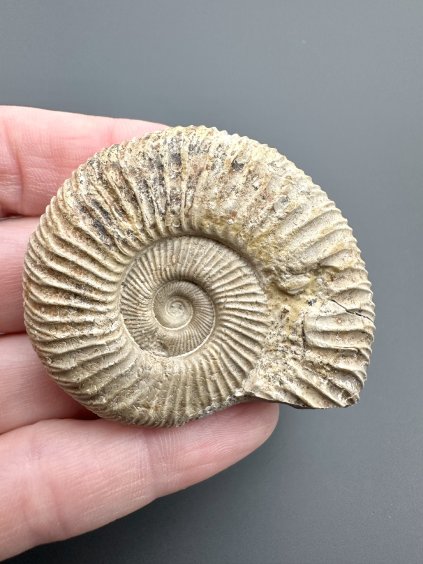 Ammonit 4,8cm – Poitiers, Frankreich