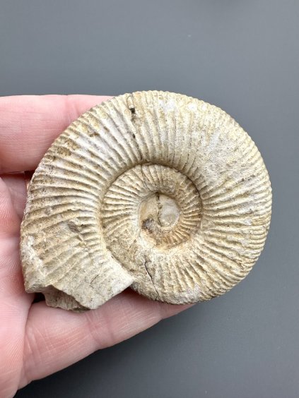 Amonit 6cm – Poitiers, Francie