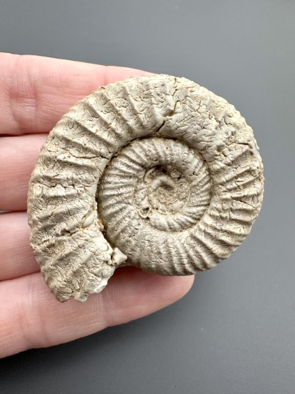 Amonit 5cm – Poitiers, Francie