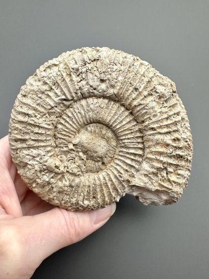 Amonit 10,1cm – Poitiers, Francie
