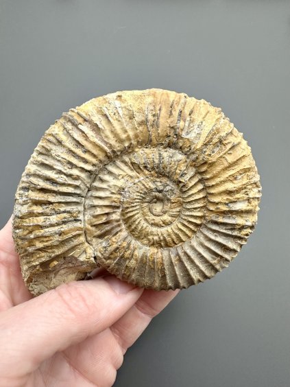 Amonit 8,9cm – Poitiers, Francie