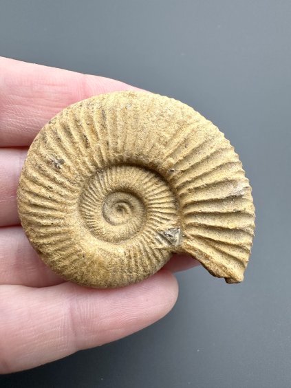 Amonit 4,5cm – Poitiers, Francie