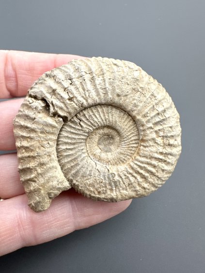 Amonit 5,5cm – Poitiers, Francie