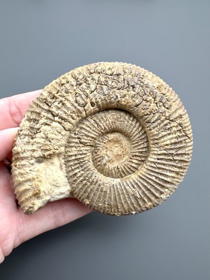 Ammonit 8,2cm – Poitiers, Frankreich