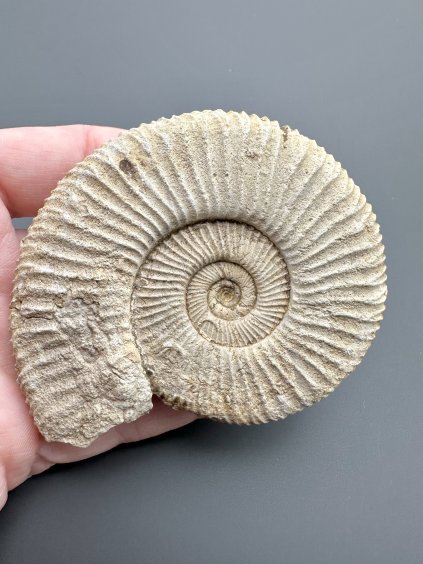 Amonit 7,4cm – Poitiers, Francie