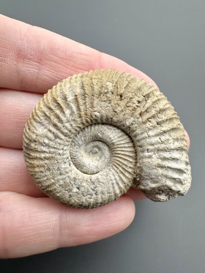 Ammonit 4,3cm – Poitiers, Frankreich