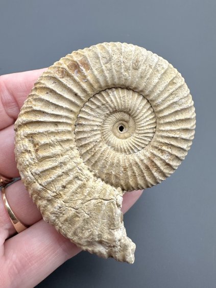 Ammonit 6,3cm – Poitiers, Frankreich