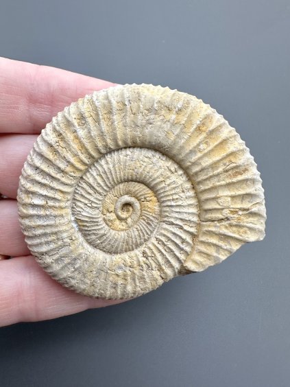 Ammonite – Poitiers, France