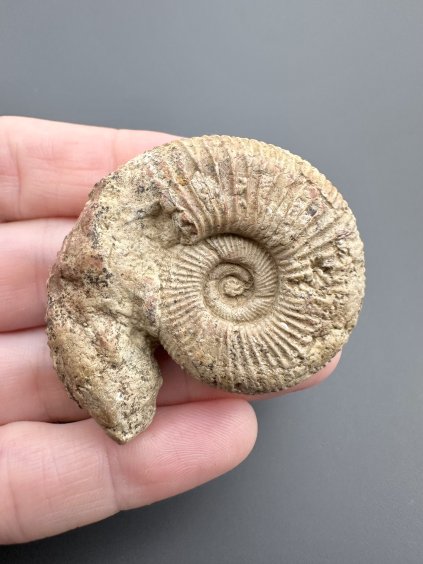 Ammonit 4,4cm – Poitiers, Frankreich