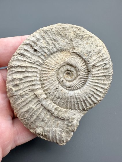 Ammonit 6,9cm – Poitiers, Frankreich