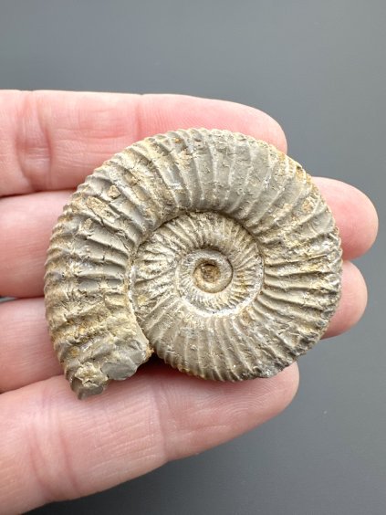 Ammonit 4,2cm – Poitiers, Frankreich