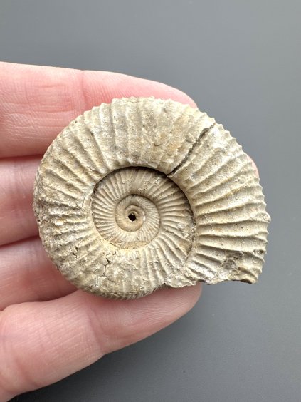 Ammonit 3,9cm – Poitiers, Frankreich