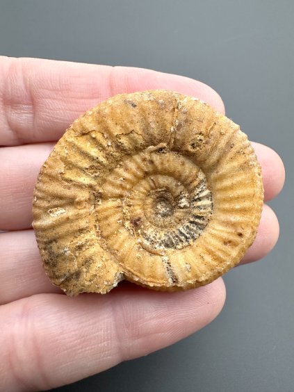 Ammonit Perisphinctes 4,2cm – Oiron, West Frankreich