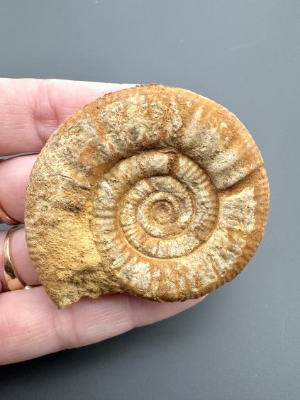 Amonit Perisphinctes – Oiron, Západní Francie