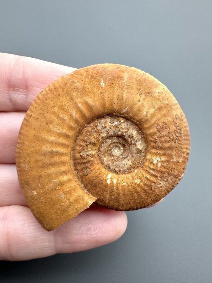 Amonit Perisphinctes – Oiron, Západní Francie
