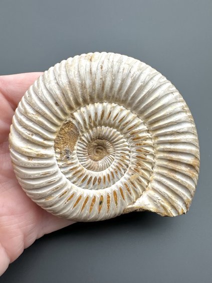 Amonit Divisosphinctes sp. 7,8 cm – Madagaskar