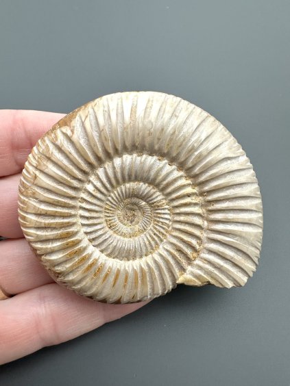 Amonit Divisosphinctes sp. – Madagaskar