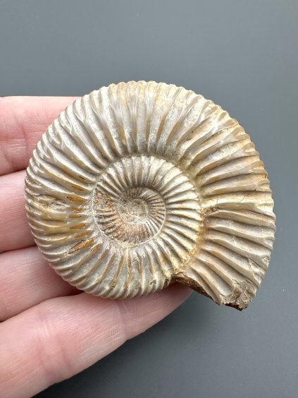 Ammonite Divisosphinctes sp. 5,4cm – Madagascar