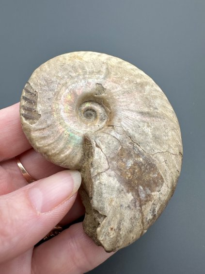 Amonit Cleoniceras (opalizovaný) – Betsikiry, Madagaskar