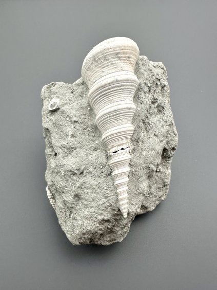 Fossile Schnecke Turitella – Teiritzberg, Niederösterreich