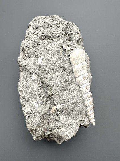 Fossil gastropod Turitella – Weinsteig, Lower Austria