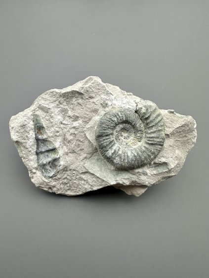 Amonit Dactylioceras – Drügendorf, Bavorsko, Německo