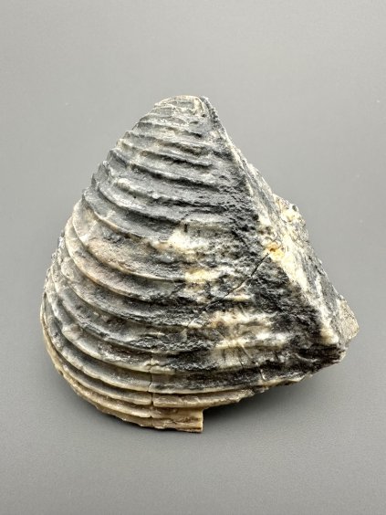 Fossile Muschel Trigonia 6,9cm – Winnberg bei Sengenthal, Bayern, Deutschland