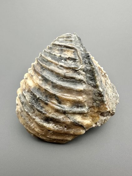 Fossil bivalve Trigonia 6,2cm – Winnberg by Sengenthal, Bavaria, Germany