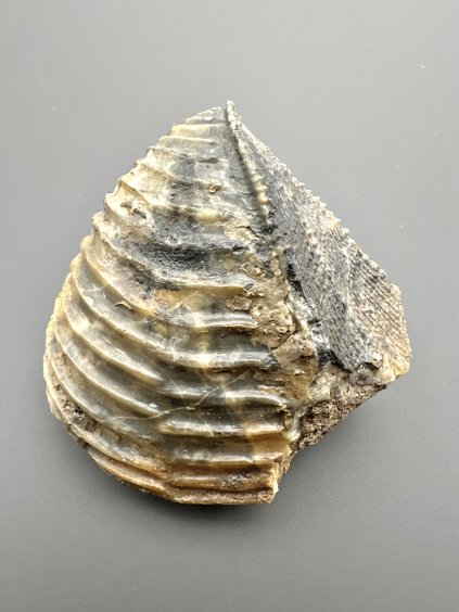 Fosilní mlž Trigonia 6,5cm – Winnberg u Sengenthalu, Bavorsko, Německo