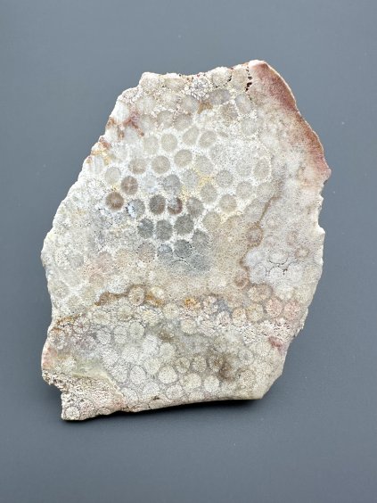 Fossil coral – Sumatra, Indonesia