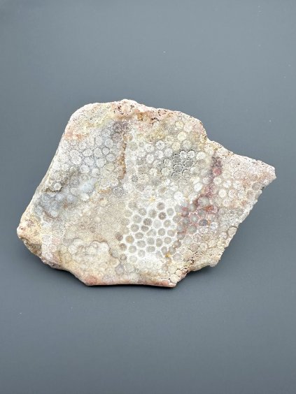 Fosilní korál – Sumatra, Indonésie