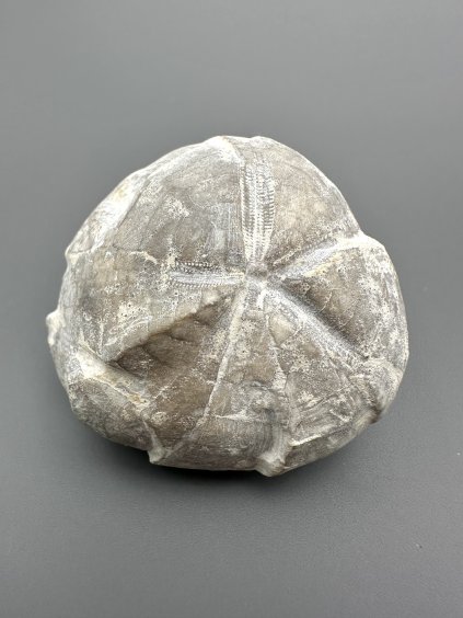 Sea urchin – Upohlavy, CZ