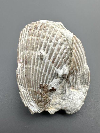 Hlavonožec Scaphites Geinitzi – Úpohlavy, ČR