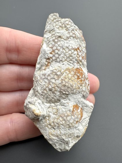 Mořská houba venticulites – Úpohlavy, ČR