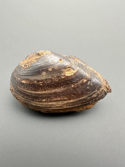 Muschel Pseudoanodonta – Doly Bilina, CZ