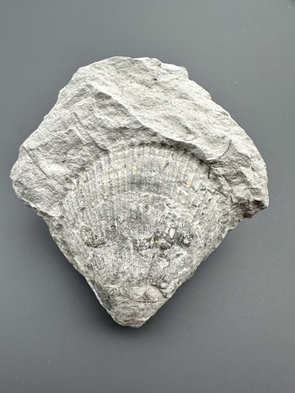 Zkamenělý mlž Spondylus spinosus – Úpohlavy, ČR